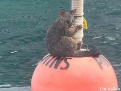 “谁来救救我！”澳负鼠抓海上浮标求助，场面
