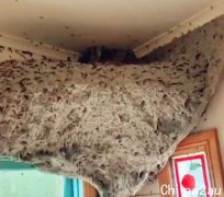 澳洲房屋出现巨型蜂巢，专家:像外星人电影的场