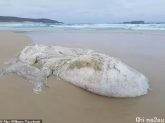 澳洲海滩边惊现白色庞然大物！网友众说纷纭，