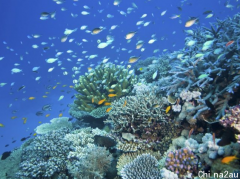 最新研究：大堡礁上有珊瑚或能繁殖高度耐热后