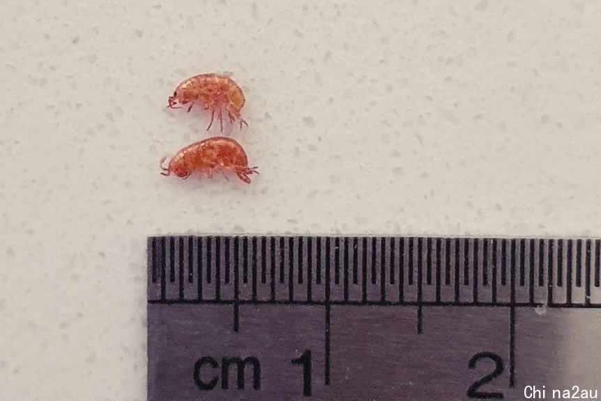 Tiny prawn-like creature against a ruler.