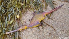 大雨过后，新州多处海滩出现奇怪生物，专家感到震惊，预示环境发生改变（组图）