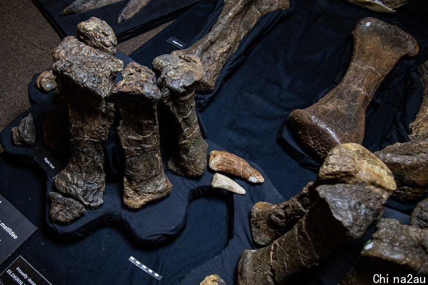 Dinosaur bones sitting in a museum display