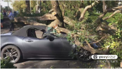 福大命大！巨树突然倒塌压扁跑车，澳华人司机毫发未伤，讲述整个惊险经过