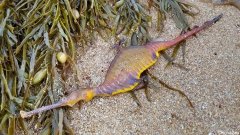 异形上岸？澳新州多处海滩发现这种怪异生物尸体，引发专家担忧