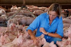 猪肉价格或将上涨，新州30多家猪场爆发日本脑炎，生产损失或高达80%（多图）