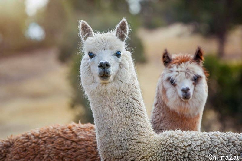 3aw-image0istock-llamas-1200x800.jpg,0