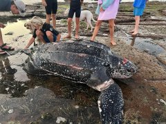 新州中央海岸发现第六头死海龟