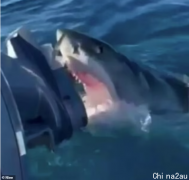 澳洲一家人出过海垂钓，遭4米长大白鲨猛攻1小时！马达被坏，差点悲剧了...