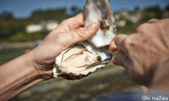 塔州东海岸大牡蛎湾的所有野生贝类遭藻华污染！假期旅游小心别食用野生的海产品！