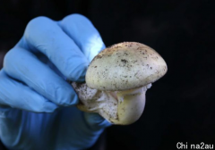 吃一个就能死人！维州发布毒蘑菇警告，全州各地正在“疯长”
