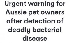 悉尼等地发现多例动物感染致命病菌病例！专家警告：人类也可能中招...（组图）