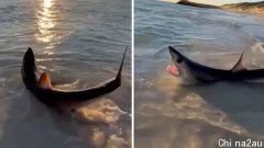 澳大利亚一条搁浅的鲨鱼在海边挣扎，游客合力将其推回大海