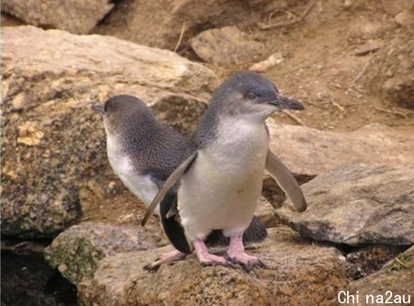 ▲▼澳洲南部花岗岩岛（Granite Island）附近的企鹅。 （图／翻摄自Facebook／Save Granite Island`s Penguins）