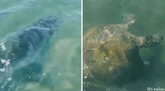 死里逃生！冲浪澳男硬刚凶猛虎鲨
