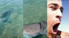 虎鲨冲出水面咬住冲浪板！澳洲网红误闯猎杀现场“惨变猎物”，惊险画面曝光（视频/组图）