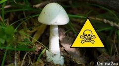世界级毒菇惊现澳洲！两个月发生多起中毒事件！食用30毫克便足以致人于死地！