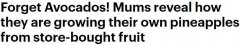 那些在家种菠萝的人种得怎么样了？澳女发帖引许多种植成功者评论（组图）