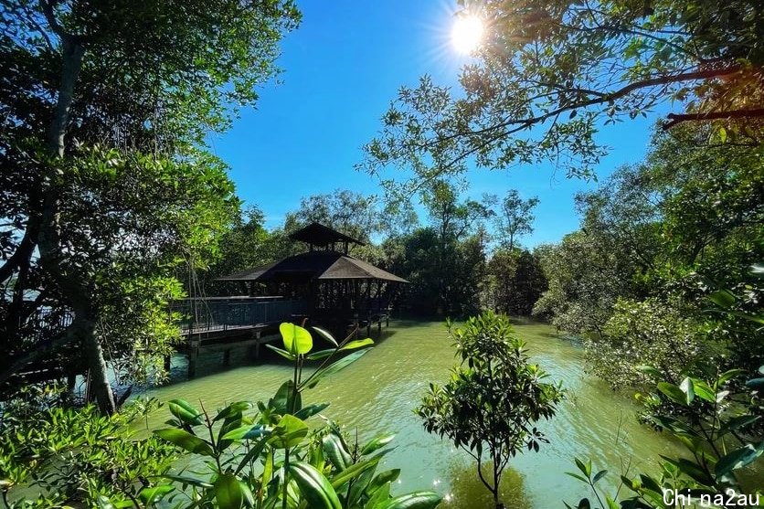 A wetland in Singapore