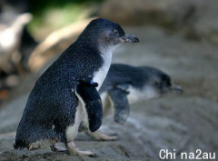 离奇！澳南部海滩20只无头企鹅冲上岸，斩首切面超整齐，科学家急追死亡谜团