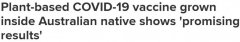 澳洲本土植物用于新冠疫苗制造，预防重病有效性高达78.8%！海外已获批推广（组图）