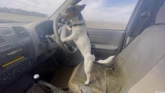 维州一只小狗学会了在农场上开车