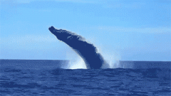 墨尔本2022观鲸攻略出炉！超全详解：出海的、免费的、观鲸概率都有！（组图）