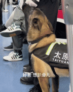 警犬上班“摸鱼”被发现后...网友心疼坏了：把我拴上，我替它站岗！