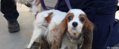 澳洲女子好心收养流浪狗，结果被判拘留三个月！原因让许多人警醒！
