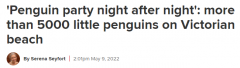 澳洲著名海滩迎来创纪录数量企鹅！专家：不寻常，每晚都是“企鹅派对”（组图）