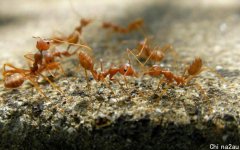 红火蚁毒素能致人死亡，耐低温性增强，留给北方的时间还有多少？