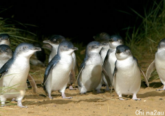 维州海滩迎来创纪录数量企鹅！专家：每晚都是“企鹅派对”