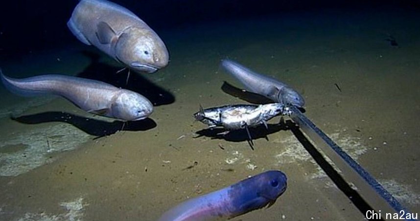 ７千公尺深海发现最忧伤的鱼「暗黑果冻鱼」出水面瞬间融化