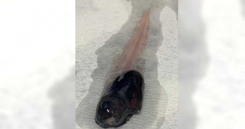 印度洋深海发现「暗黑果冻鱼」。 （图／西澳大利亚麦德鲁大学的深海研究中心）