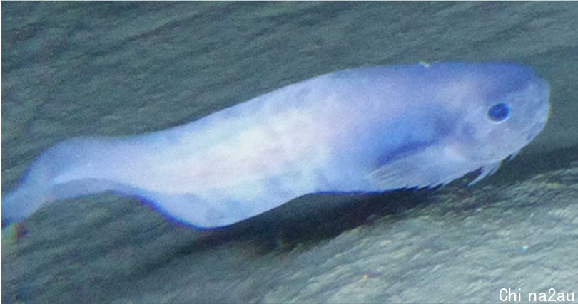 阿塔卡马狮子鱼。 （图／翻摄自纽卡索大学官网）