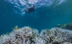 新报告：大堡礁91%在夏季白化