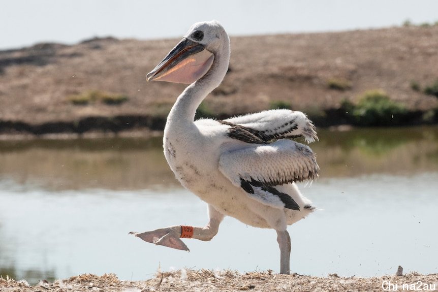 Pelican with an orange band on its left leg. 