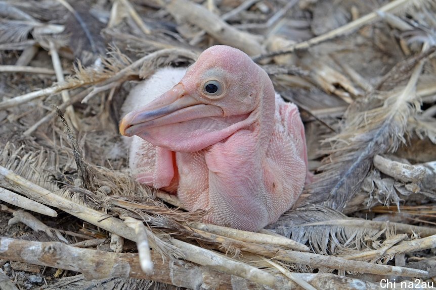 A small pink, baby pelican sitting amongst some feathers. 