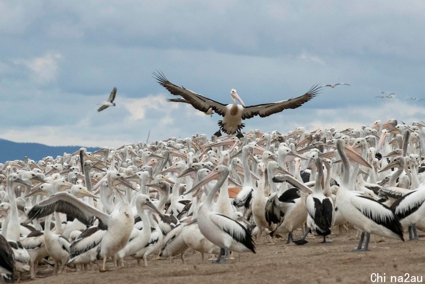A pelican flying over hundreds of other pelicans 