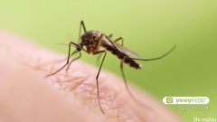 悉尼出现蚊媒病毒，感染症状与流感类似，新州卫生部发布警告