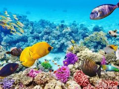 天上人间：从太空可以俯瞰到的大堡礁再度白化91%！有生之年，你还能看到海里绚烂的色彩吗？