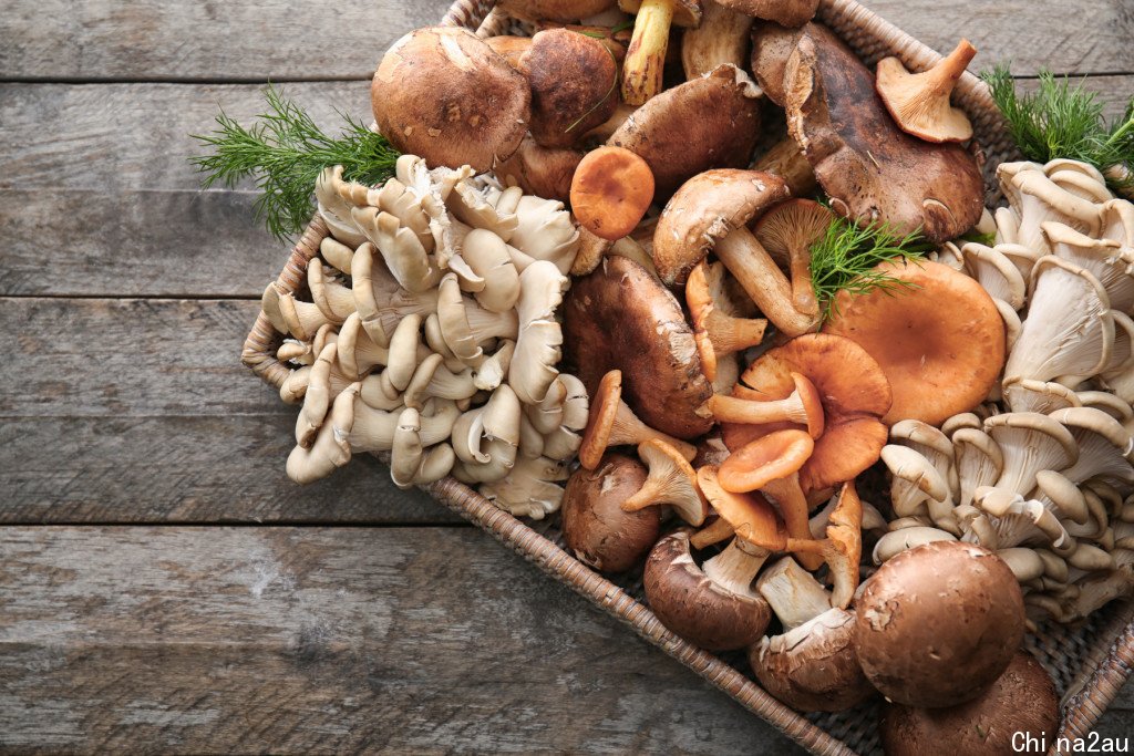 different-types-of-mushrooms.jpg,0