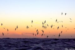 菲利普岛短尾鹱万里迁徙，商家熄灯帮助雏鸟