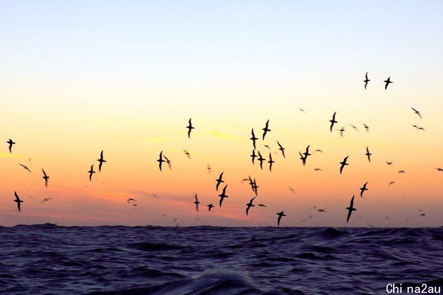 Shearwater fledglings take flight