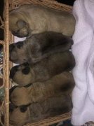 墨尔本东区Boronia 无良无德兽医害死五只新生小狗