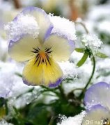 难得一见的雪中花