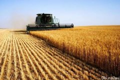 印度突然禁止小麦出口，粮食股能否再创新高