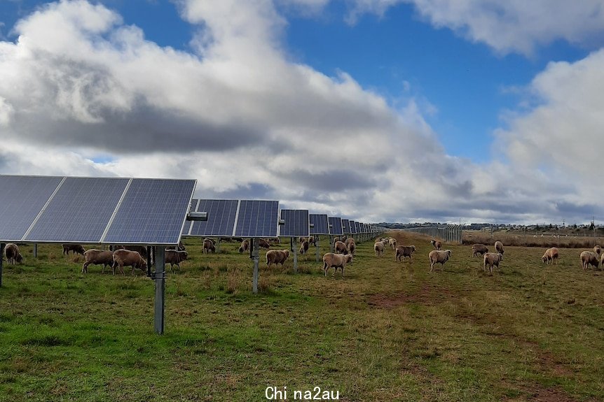 羊群在太阳能板周围吃草。