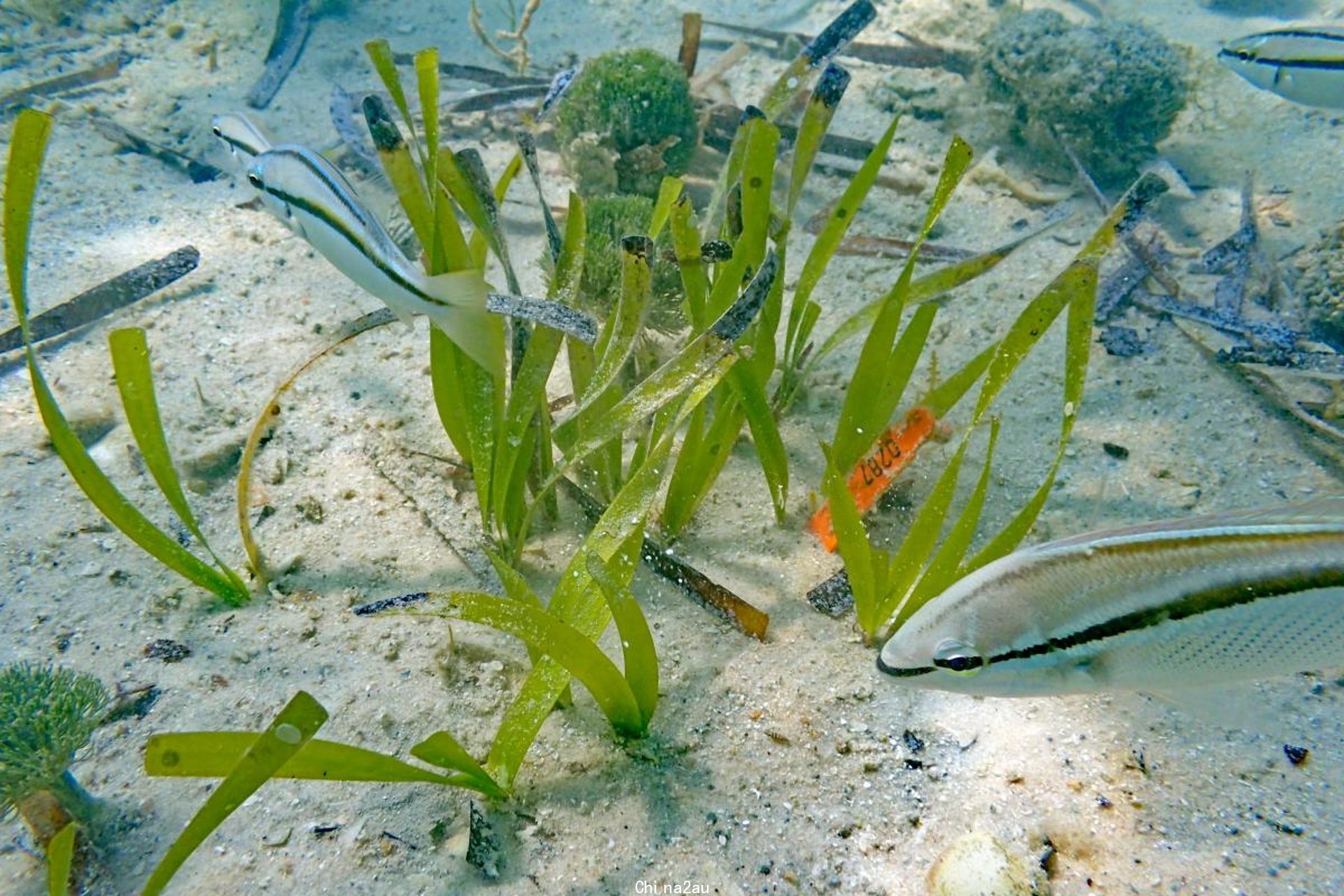 图为澳洲鲨鱼湾的澳洲海神草，每棵海草被发现原来都沿自同一条根茎，意味实质为同一棵植物。 （西澳大学照片）