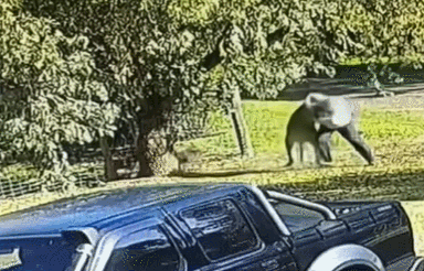 澳媒：在袋鼠试图攻击自家狗后，澳大利亚男子跟袋鼠搏斗了6分钟